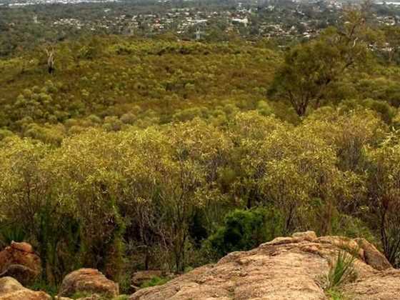 Dog friendly hiking trails in the Perth Hills