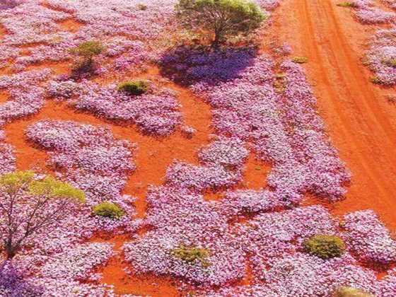 Top 10 wildflower day trips and 25 walking trails close to Perth