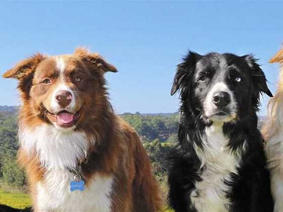 Dog friendly wineries in the Perth Hills and Swan Valley