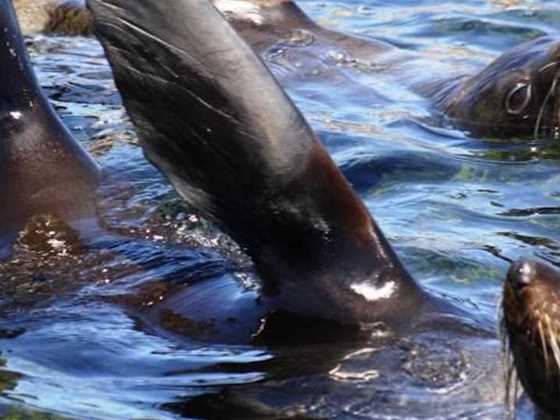 Where to see seals, whales and quokkas on Rottnest Island