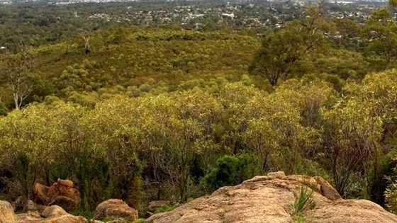 Dog-friendly hiking trails in the Perth Hills