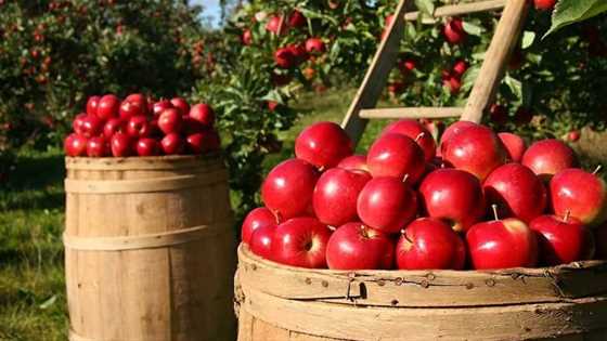 Fruit-picking in the Perth Hills