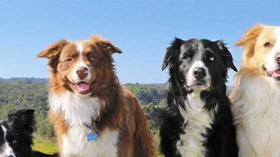 Dog-friendly wineries in the Perth Hills and Swan Valley