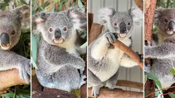 Where to see koalas in Perth for your next family day out