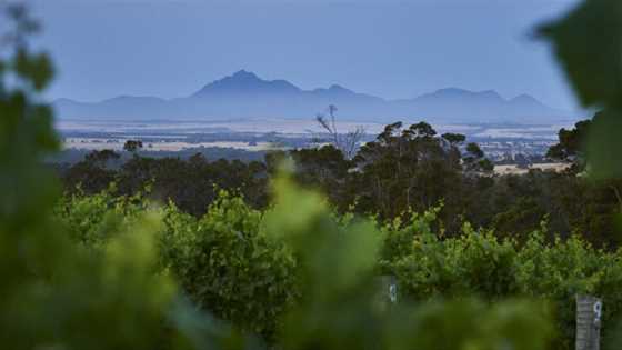 Great Southern wine region 2024 vintage report