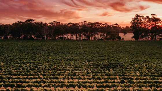 Two Margaret River wines make top 50 of 18,000 at Decanter Awards