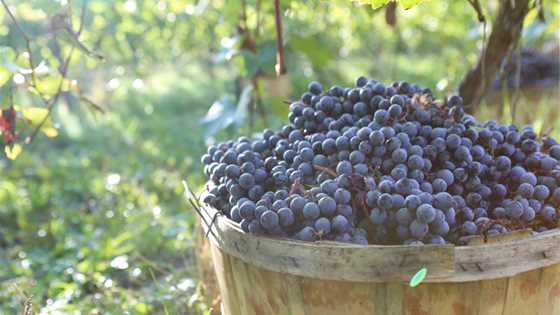 Basket with grapes on farm