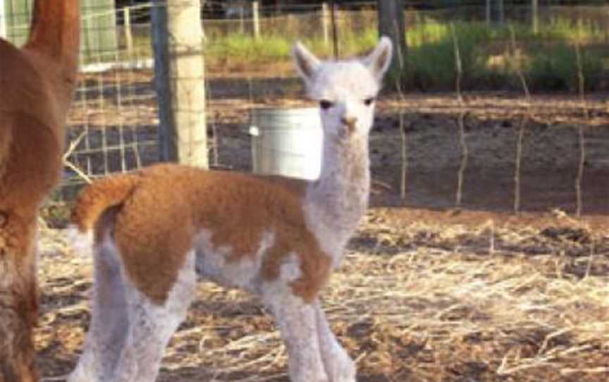 Baby Alpaca