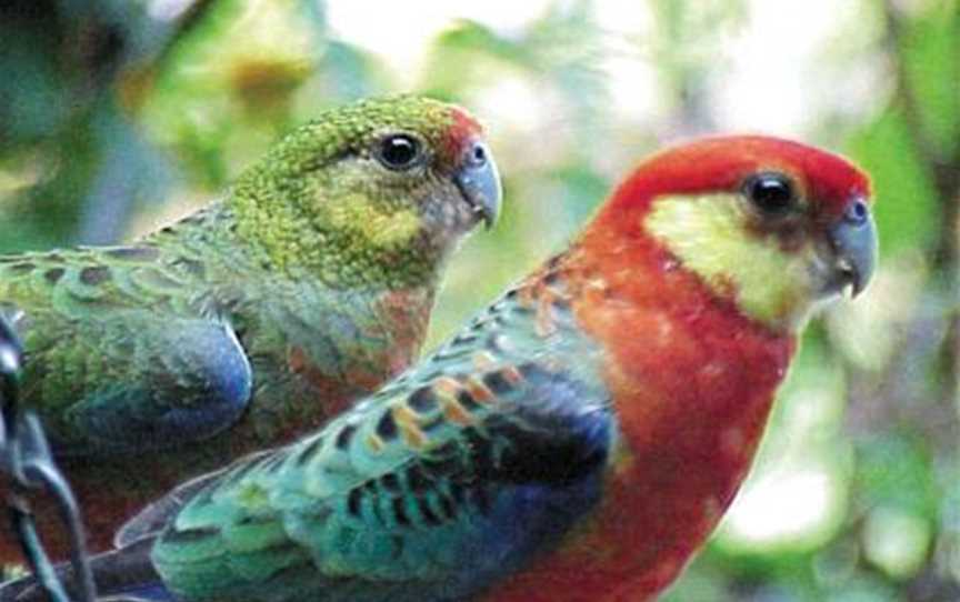 Rosellas