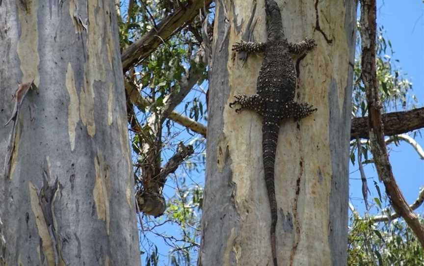 Sweetwater Lodge, Julatten, QLD