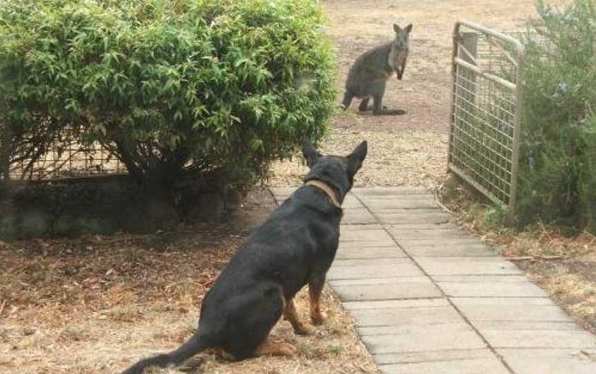 Grampians Homestead B&B, Moutajup, VIC