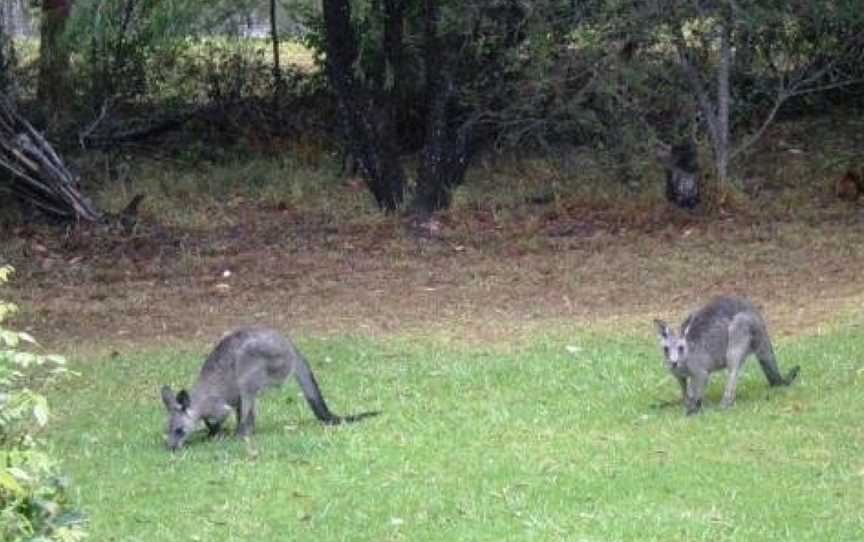 Wombatalla, Moollattoo, NSW