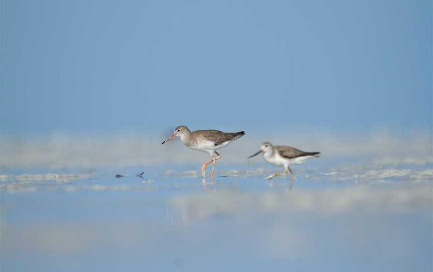 Broome Bird Observatory, Attractions in Broome - Suburb