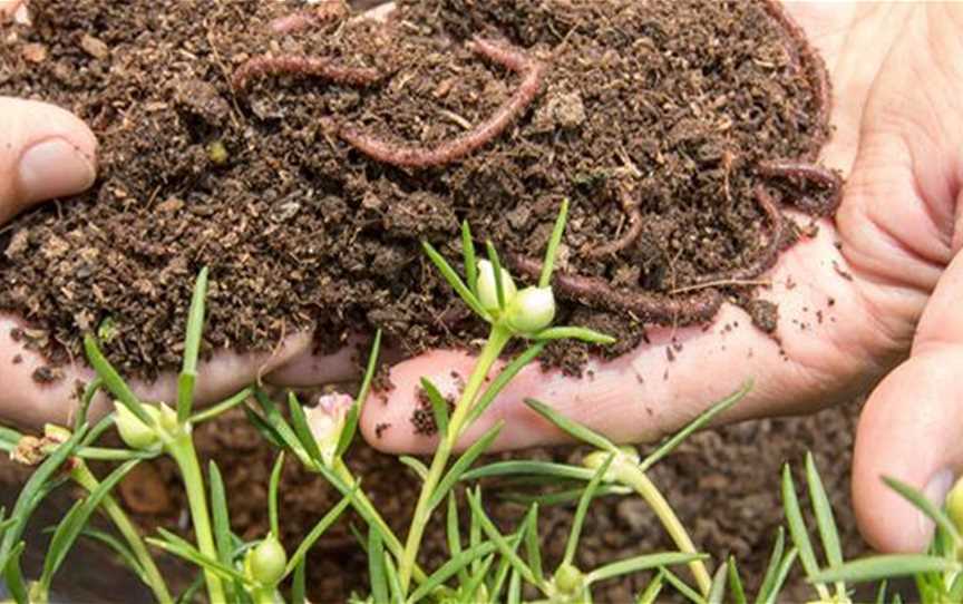 The Worm Shed, Attractions in Chittering