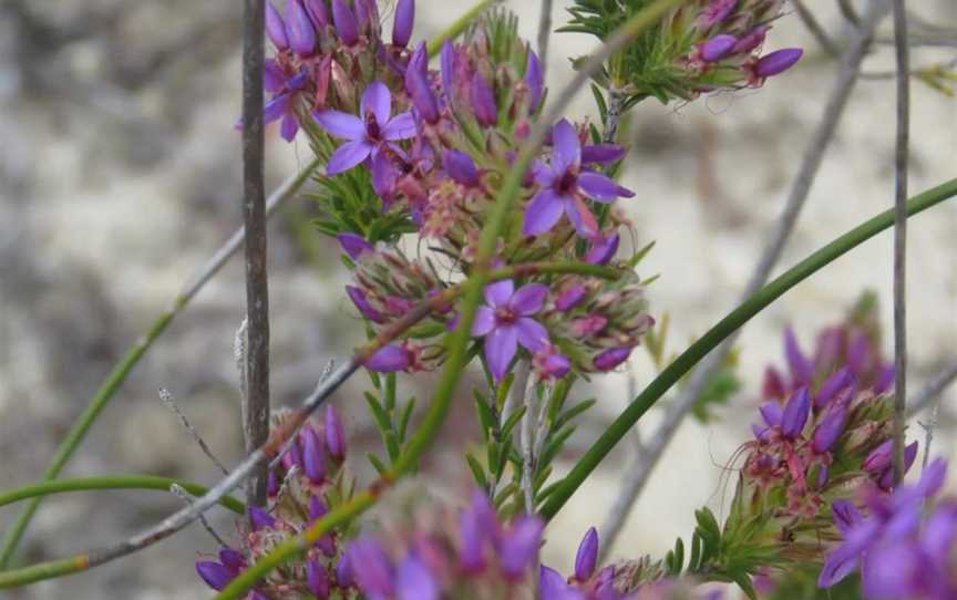 Western Flora Caravan Park - Wildflower Tours, Attractions in Arrowsmith