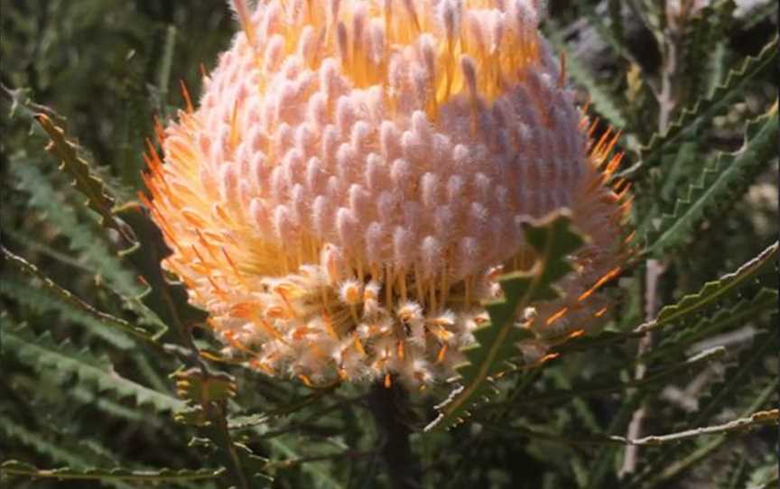 Western Flora Caravan Park - Wildflower Tours, Attractions in Arrowsmith