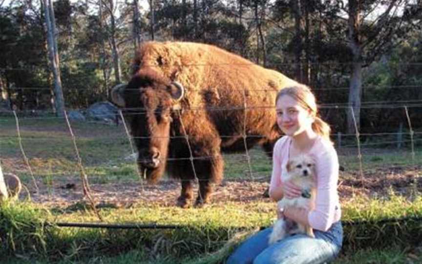 A North American Bison at Pentland