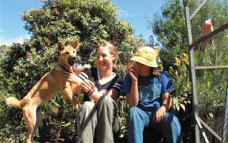 Pentland's pet dingo pup - Ernee