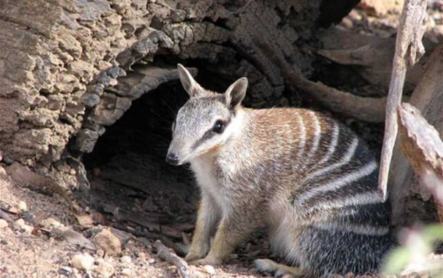 Woylie Walk, Attractions in Dryandra