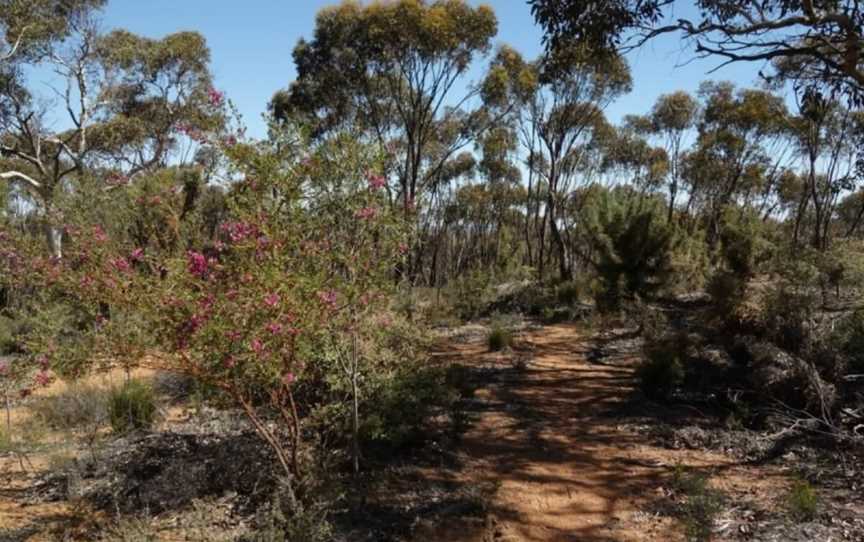 Woylie Walk, Attractions in Dryandra