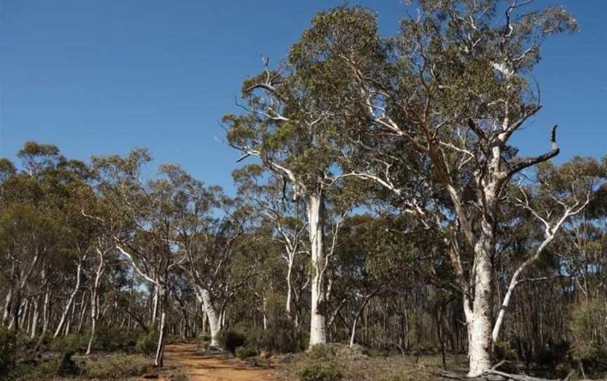 Woylie Walk, Attractions in Dryandra