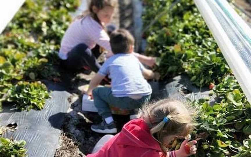 Kien Strawberry Farm, Attractions in Gnangara