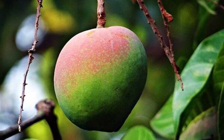 Perth Mango Farm, Attractions in Neerabup