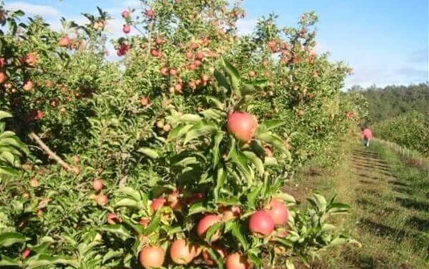 Pick Your Own At Spring Valley Orchard, Attractions in Donnybrook