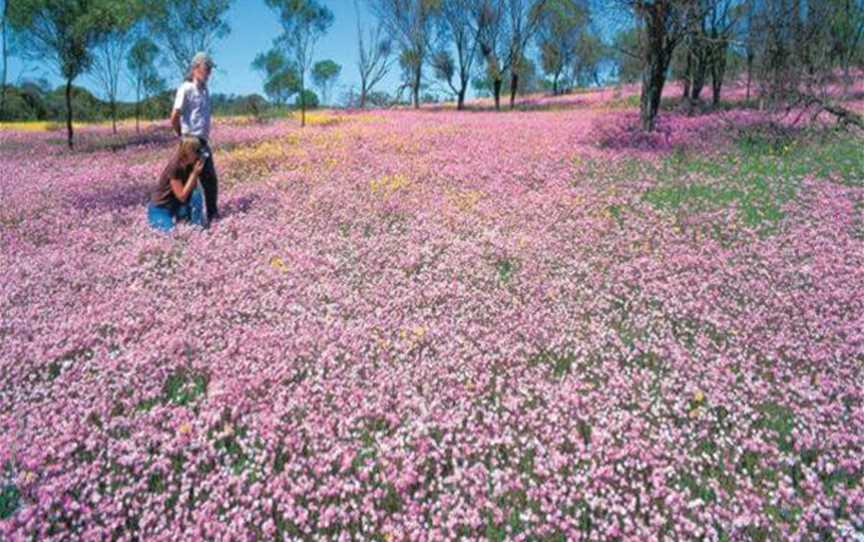 Wildflowers Of The Mid West, Tourist attractions in Mullewa