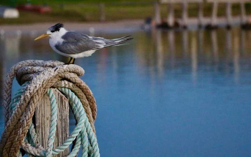 Arurine Bay, Attractions in Port Denison