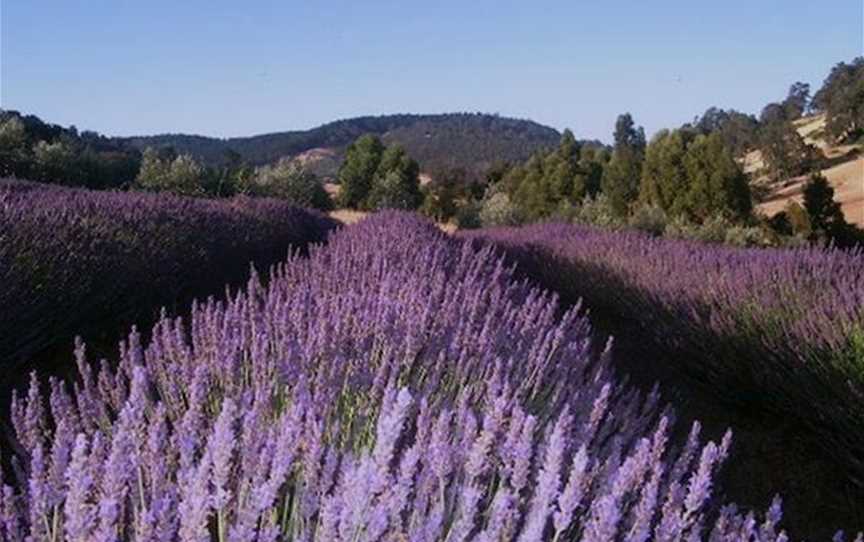 Balingup Lavender Farm, Attractions in Balingup