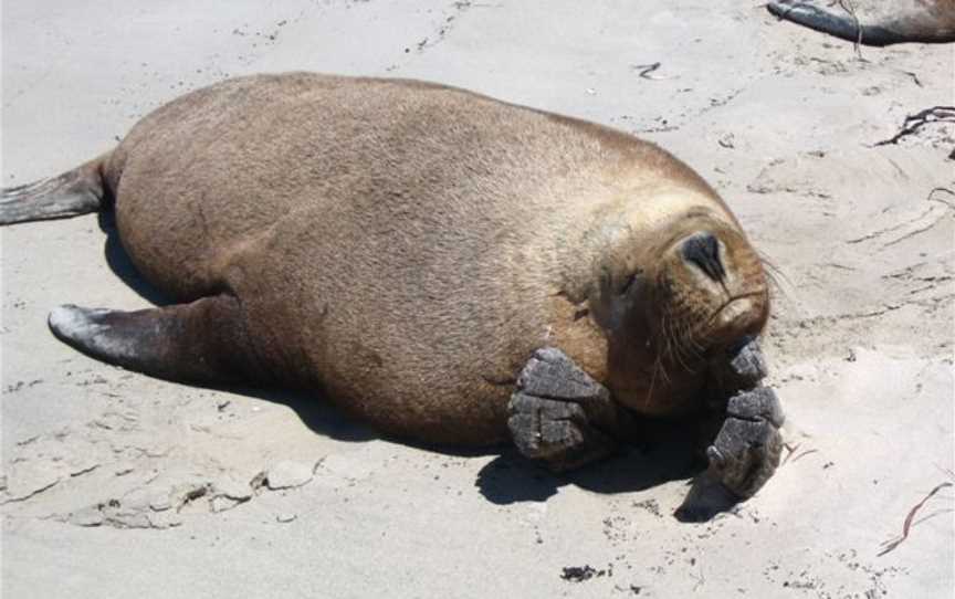 Carnac Island Nature Reserve