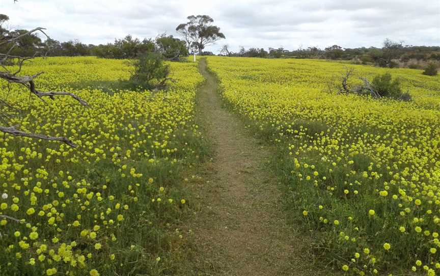 Coalseam Conservation Park