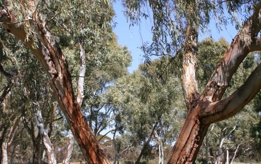 Kalgoorlie Arboretum