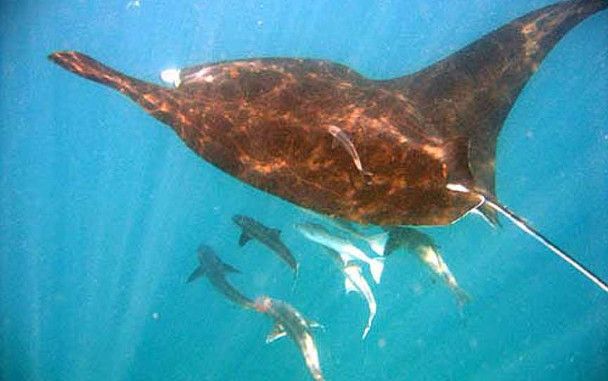 Muiron Islands Marine Management Area