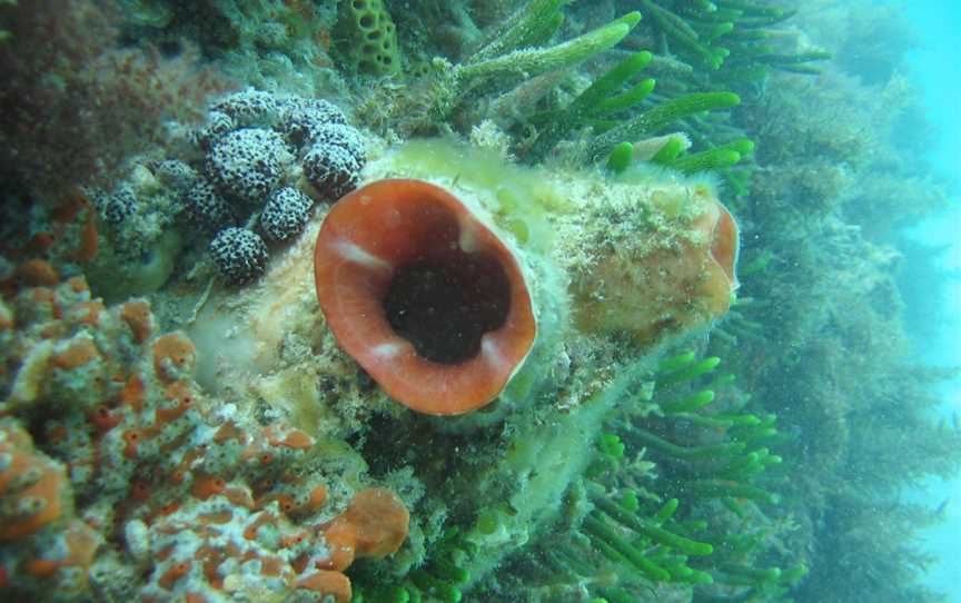 Ngari Capes Marine Park