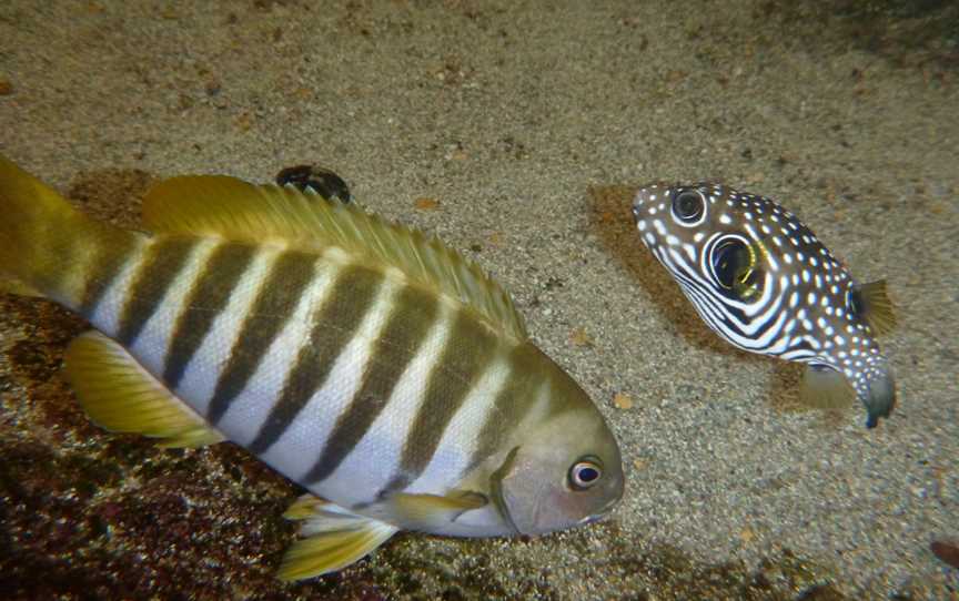 Ngari Capes Marine Park