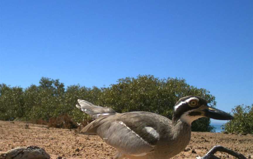 Pilbara inshore islands Nature Reserve