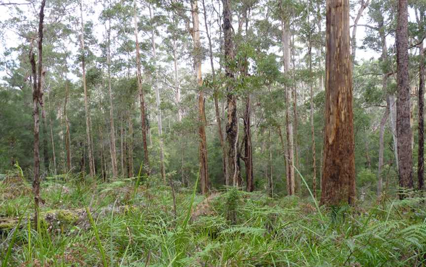 Shannon National Park