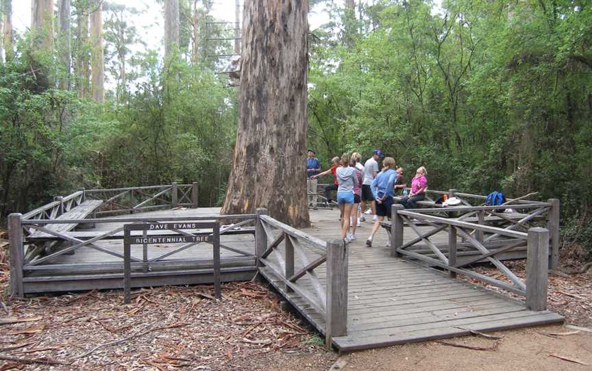 Dave Evans Bicentennial Tree