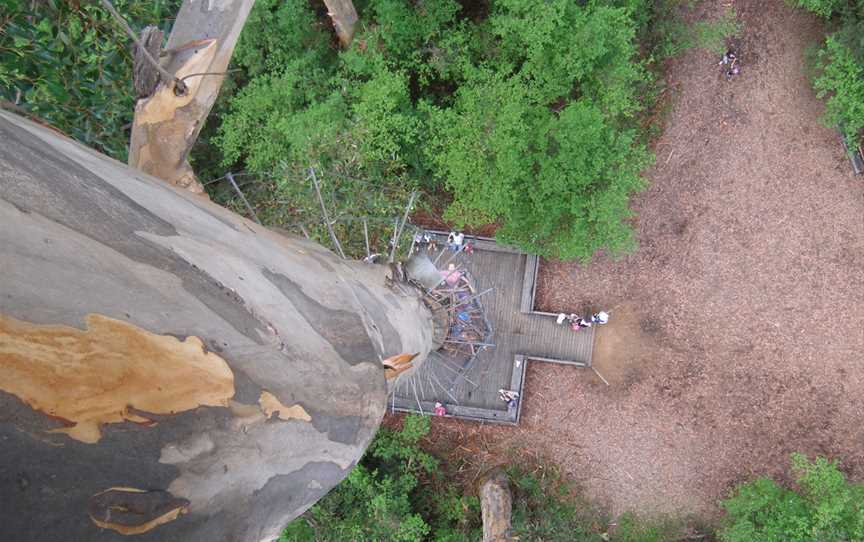 Dave Evans Bicentennial Tree