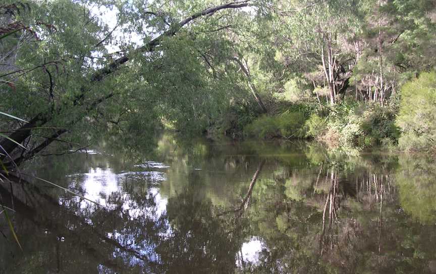 Blackbutt