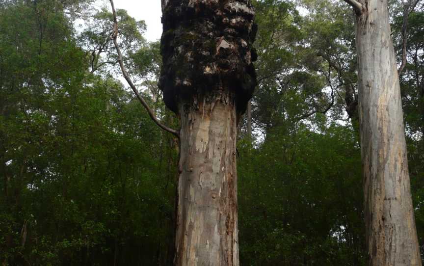 Marianne North Tree