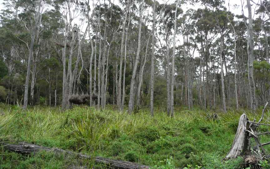 Warren River Cedar