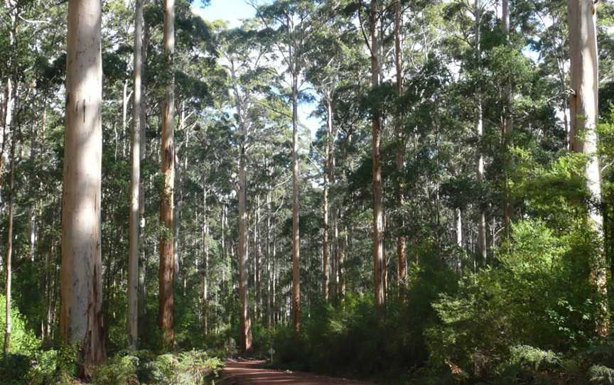 Karri Forest Explorer