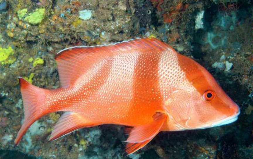 Mackerel Islands Dive, Attractions in Thevenard Island