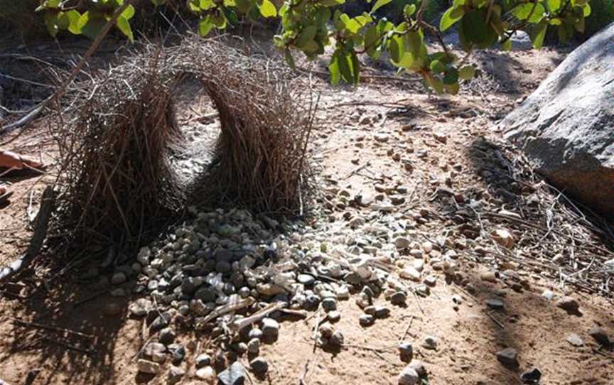 Cate Massola, Bowerbird’s nest, East Kimberley