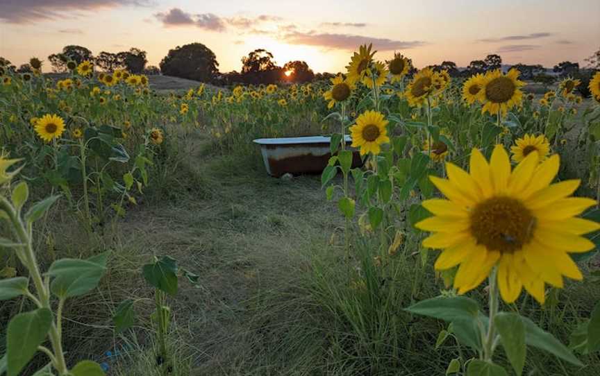 Mudgee Sunflowers and The Old School House 1883, Tourist attractions in Home Rule