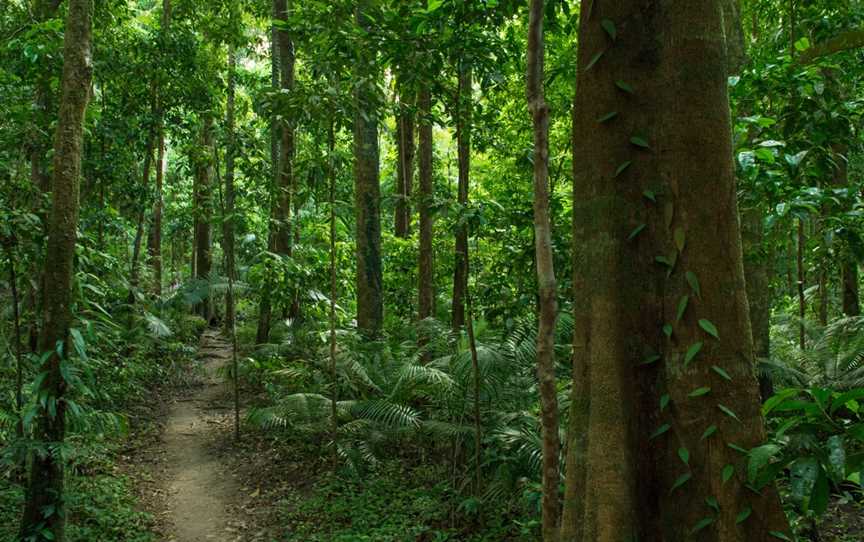 Mossman Gorge Centre, Mossman Gorge, QLD