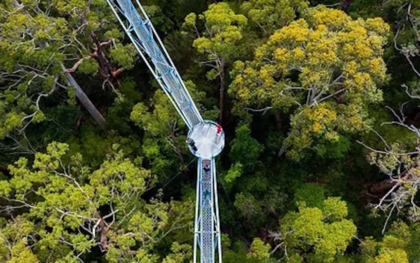 Valley of the Giants TreeTop Walk, Attractions in Tingledale